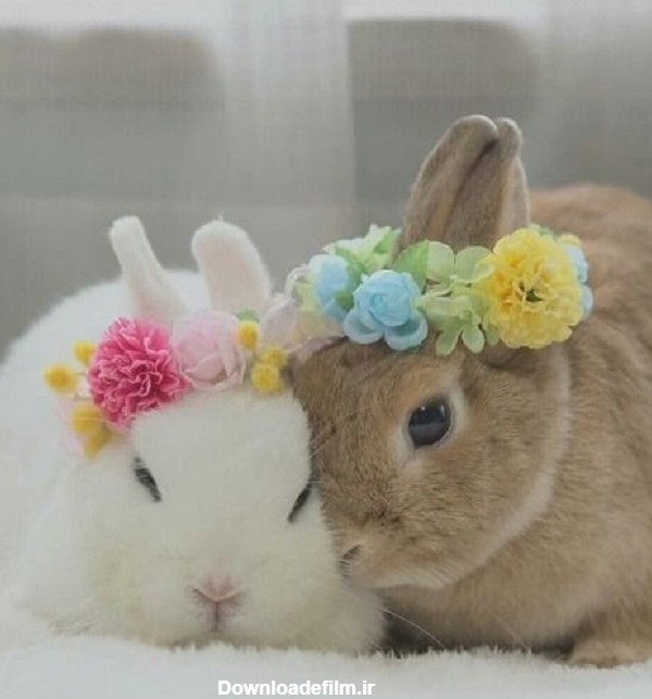 عکس خرگوش های گوگولی
