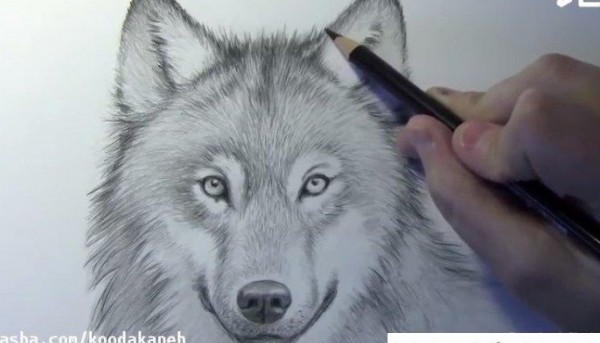 عکس نقاشی صورت گرگ کودکانه جدید