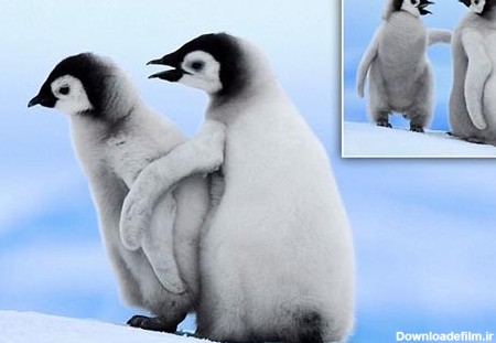 عکس بچه پنگوئن