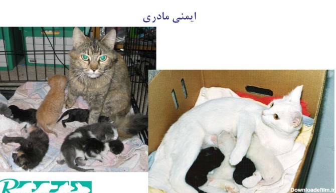 ایمنی مادری در گربه - بیمارستان دامپزشکی شبانه روزی رویال | Cat Mother Safety - Royal Vet Hospital