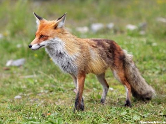 حقایقی جالب و خواندنی در مورد روباه ها