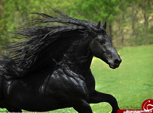 زیباترین اسب دنیا + تصاویر