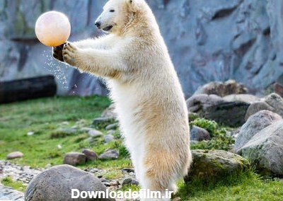 عکس جالب بازی یک خرس قطبی ماده با توپ در جشن تولد 1 سالگی اش