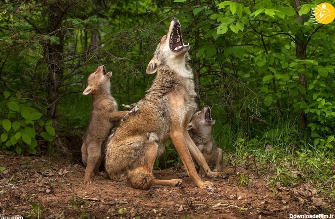 فرارو | (تصاویر) تقلید بچه گرگ‌های صحرایی در زوزه کشیدن