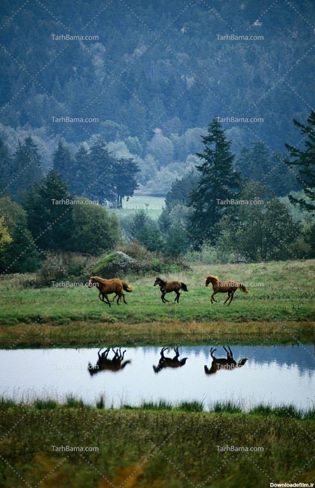تصویر با کیفیت اسب ها در جنگل