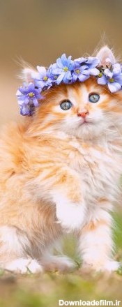 عکس زمینه بچه گربه ناز با تاج گل بنفش پس زمینه | والپیپر گرام