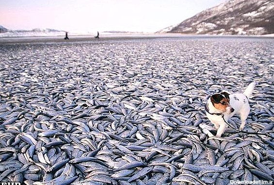 مرگ مرموز 20 تن ماهی در سواحل نروژ+عکس - مشرق نیوز