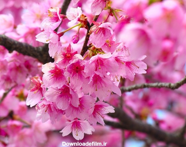 عکس شکوفه های صورتی بهاری