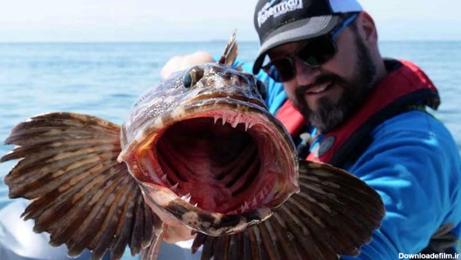 ترسناک ترین ماهی اقیانوس آرام 550 دندان دارد+ عکس