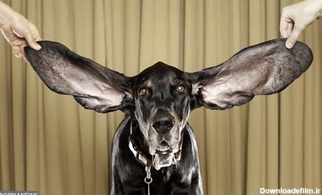 سگ دراز گوش رکورد گینس را شکست + عکس
