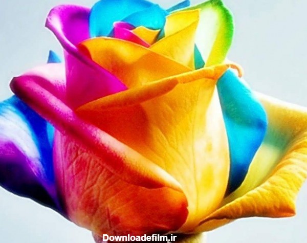 تصاویر گلهای رنگارنگ و بسیار تماشایی در دل طبیعت