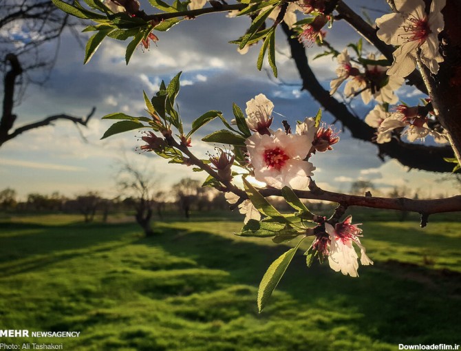 طبیعت بهاری قزوین+ عکس