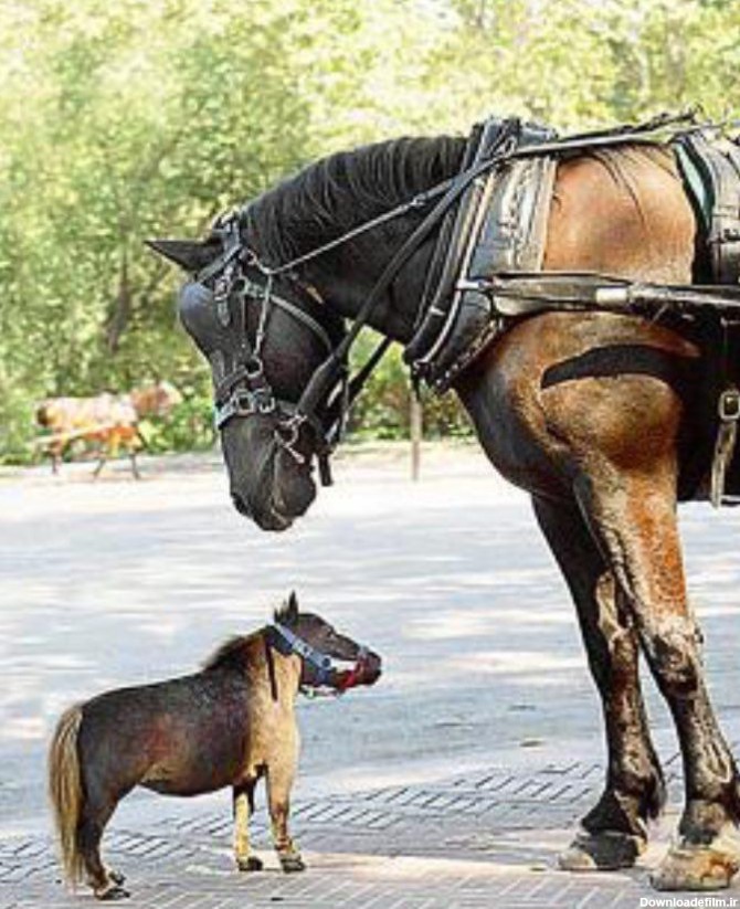 تصویری از کوچکترین اسب دنیا را ببینید | طرفداری