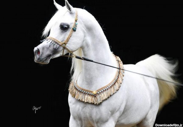 عکس اسب عرب برای پروفایل