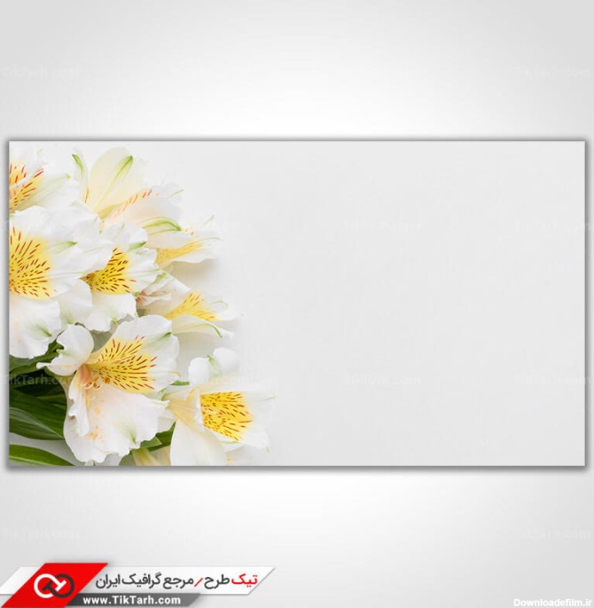 عکس گل لیلیوم سفید