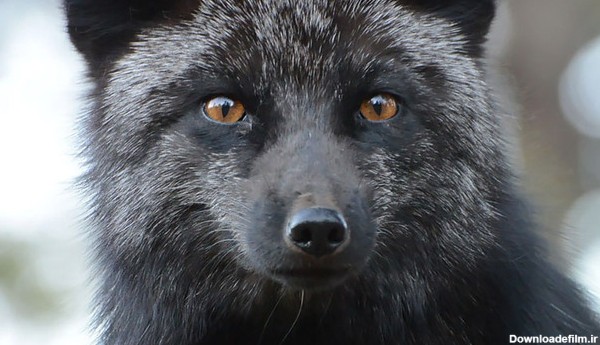 الف - تصاویر/ روباه سیاه در آستانه انقراض