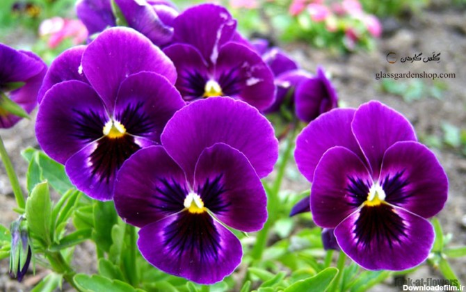 بذر گل بنفشه بنفش خالدار - pansy - بنفشه دورگه (viola pansy) - گلس گاردن