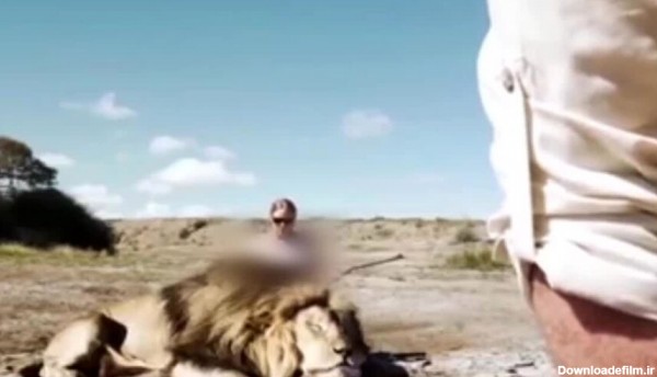 ویدیو دلخراش از حمله وحشتناک یک شیر به زن جوان در طبیعت هنگام ...
