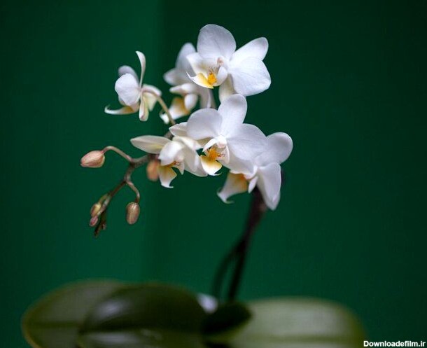 گران‌ترین گل‌ موجود در جهان/ این گل غیرقابل ارزش گذاری است+ ...