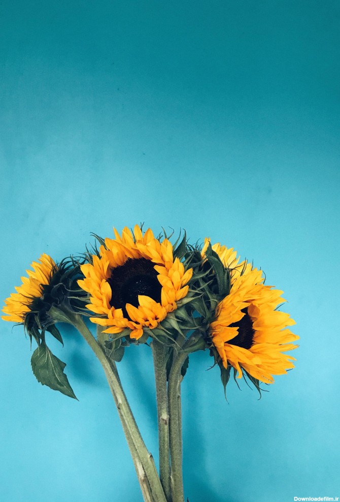 عکس زمینه چهار گل آفتابگردان با زمینه آبی پس زمینه | والپیپر گرام