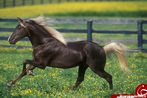 عکس/ زیباترین اسب‌های جهان را ببینید