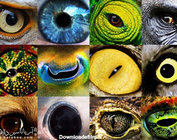 شکل چشم حیوانات می‌تواند تعیین کننده شکارچی بودن و یا شکار بودن آنها باشد.