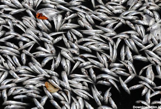 آخرین خبر | عکس/ هزاران ماهی مرده در دریاچه