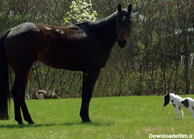 فرارو | عکس> کوچکترین اسب جهان
