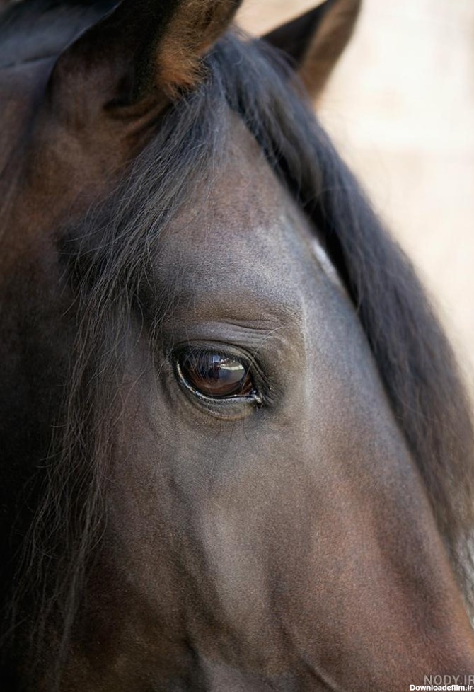 عکس اسب چشم آبی