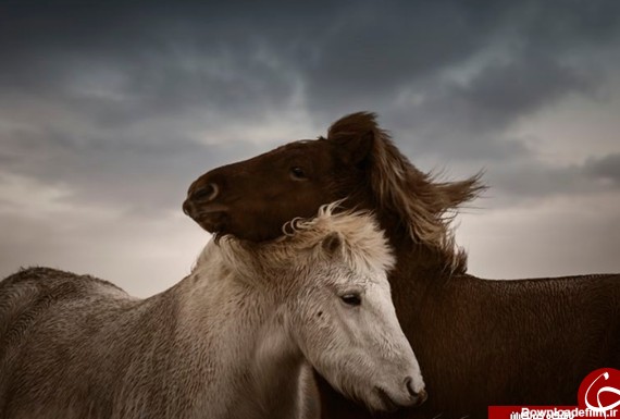 عشق و علاقه در دنیای اسب ها +عکس