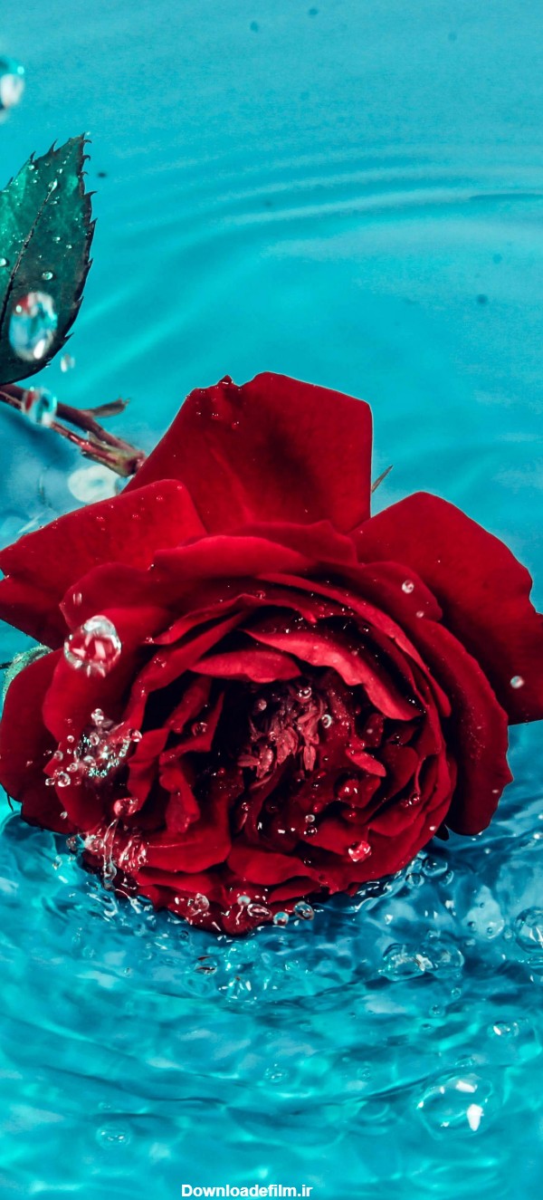 مجموعه دانلود عکس تصویر زمینه گل رز قرمز (جدید)