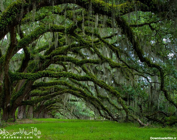 عکس درخت | تصاویری از 16 درخت زیبا در جهان