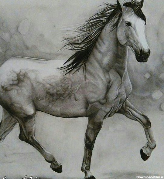 مدل نقاشی اسب مناسب برای نقاشی سیاه قلم و رنگ روغن - نقاشی سمیه فتحی