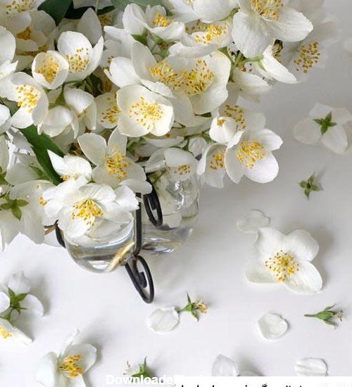 عکس گل یاس سفید برای پروفایل