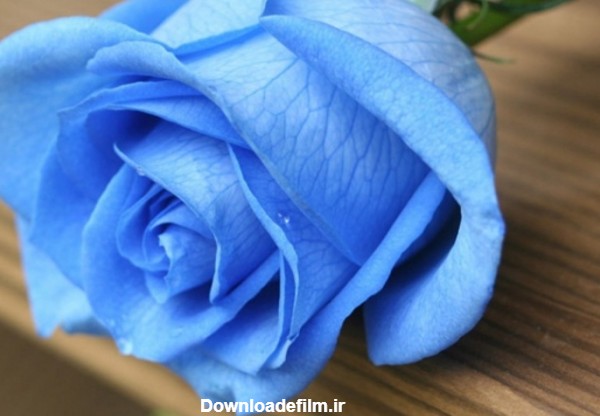 عکس های گل رز آبی شاداب و پرطراوت