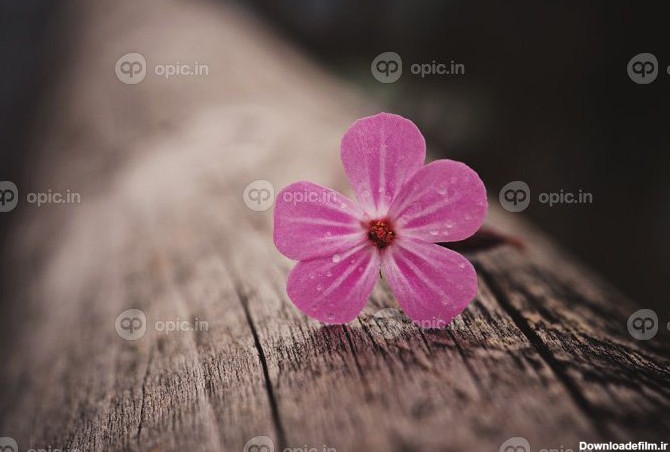 دانلود عکس گیاه گل صورتی زیبا در باغ در فصل بهار | اوپیک