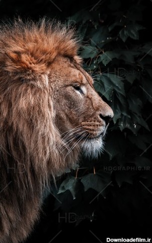 تصویر زیبای نیم رخ شیر سلطان جنگل-فایل لایه باز و موکاپ