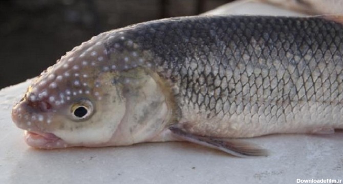 طعمه ماهیگیری برای صید ماهی سفید اشپل ماهی