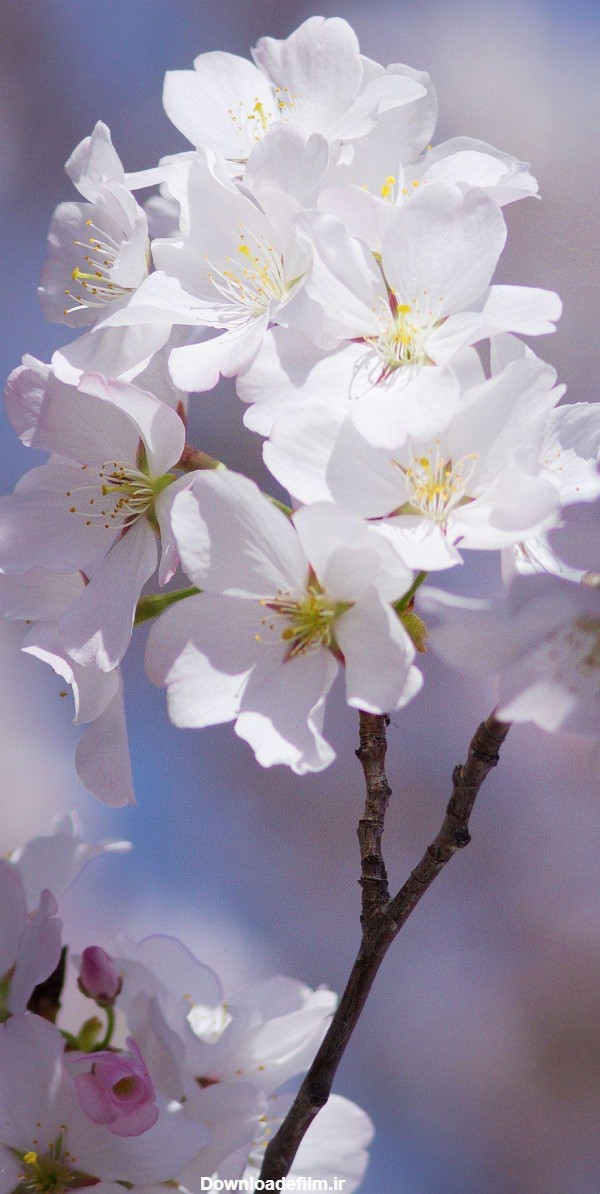 والپیپر شکوفه گیلاس سفید رنگ جالب و آرامبخش با کیفیت بالا