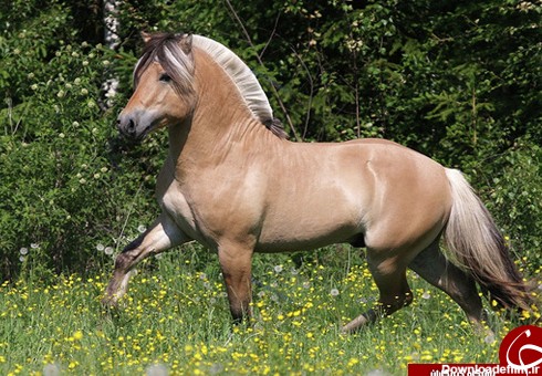 عکس/ زیباترین اسب‌های جهان را ببینید