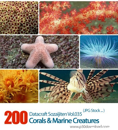 دانلود مجموعه عکس های مرجان ها و موجودات دریایی - Datacraft Sozaijiten