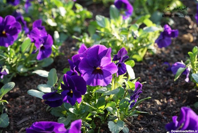 خرید اینترنتی بذر گل بنفشه بنفش خالدار - pansy - بنفشه دورگه (viola pansy) - گلس گاردن