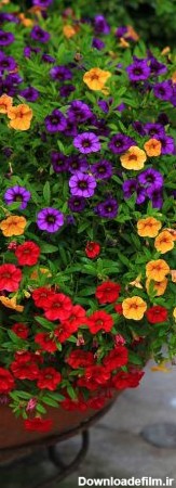 با نگهداری و پرورش گل اطلسی آشنا شوید - ایران درخت