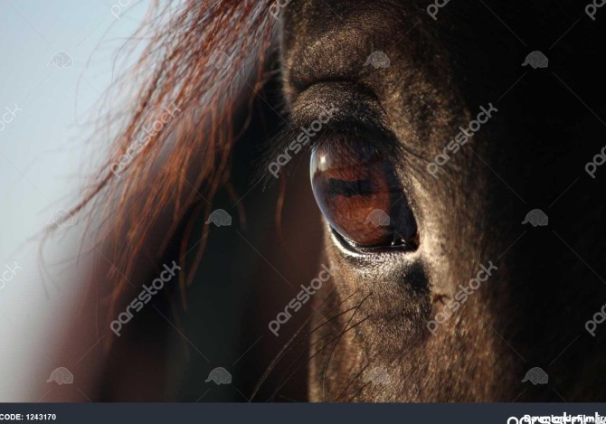 عکس اسب چشم رنگی