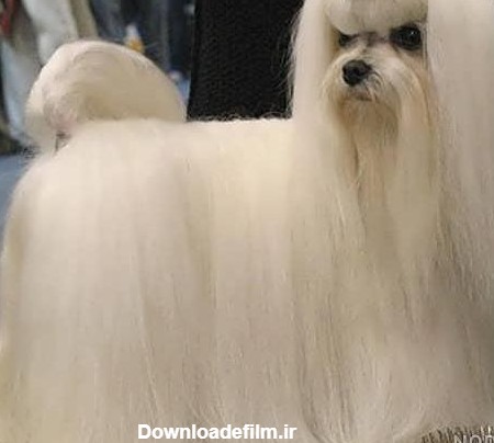 عکس سگ خانگی سفید پشمالو