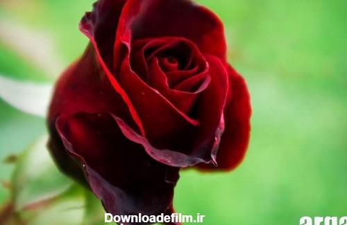 عکس گل رز قرمز زیبا از حالت های مختلف گل رز