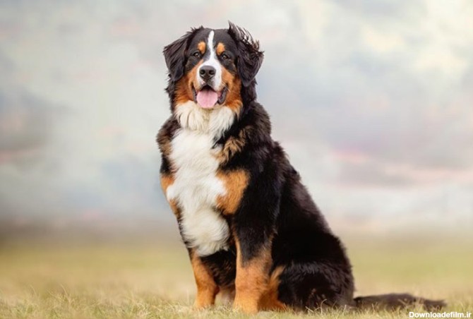 17 نژاد سگ بزرگ جثه در دنیا