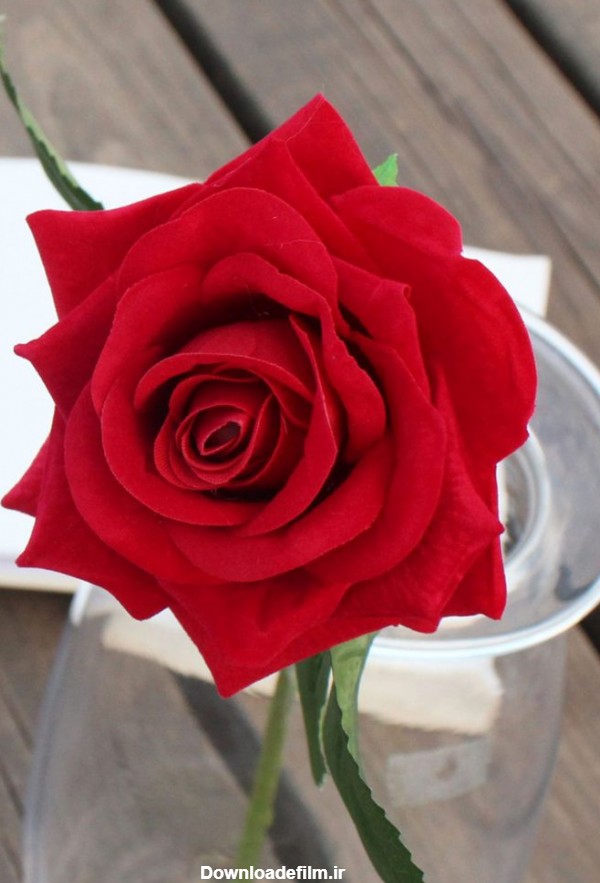 عکس پروفایل گل رز؛ عکس های زیبای گل رز قرمز برای پروفایل