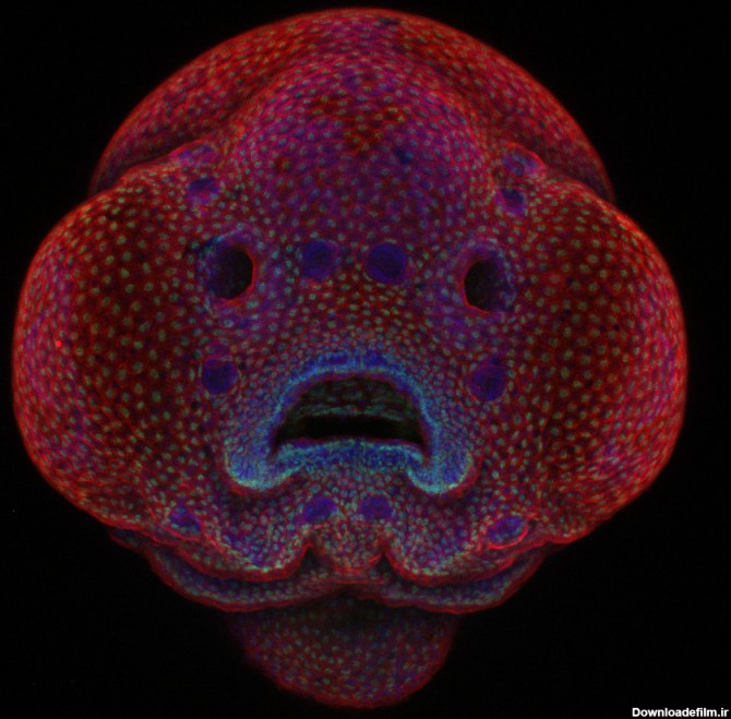 تصویر میکروسکوپی از جنین چهار روزه گورخر ماهی ( ماهی زبرا ...