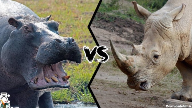 نبرد تماشایی و مرگبار دو حیوان غول‌پیکر ، کرگدن و اسب آبی | مستند جذاب  حیوانات